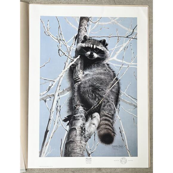 1984 Charles Fracé “Bandit, Raccoon” Large Signed Lithograph Print 30”X22” w/COA - Picture 7 of 14